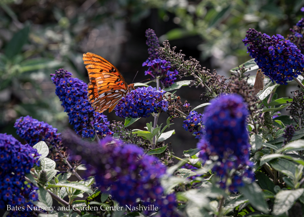 Plant a Pollinator-Friendly Garden