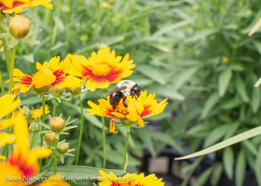 Pollinator-Friendly Plants for Middle Tennessee