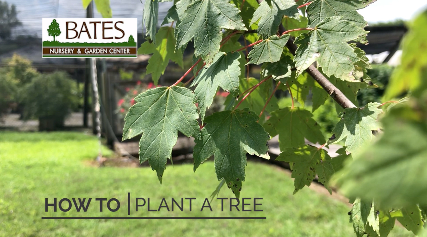 How to Plant a Tree in the Summer 