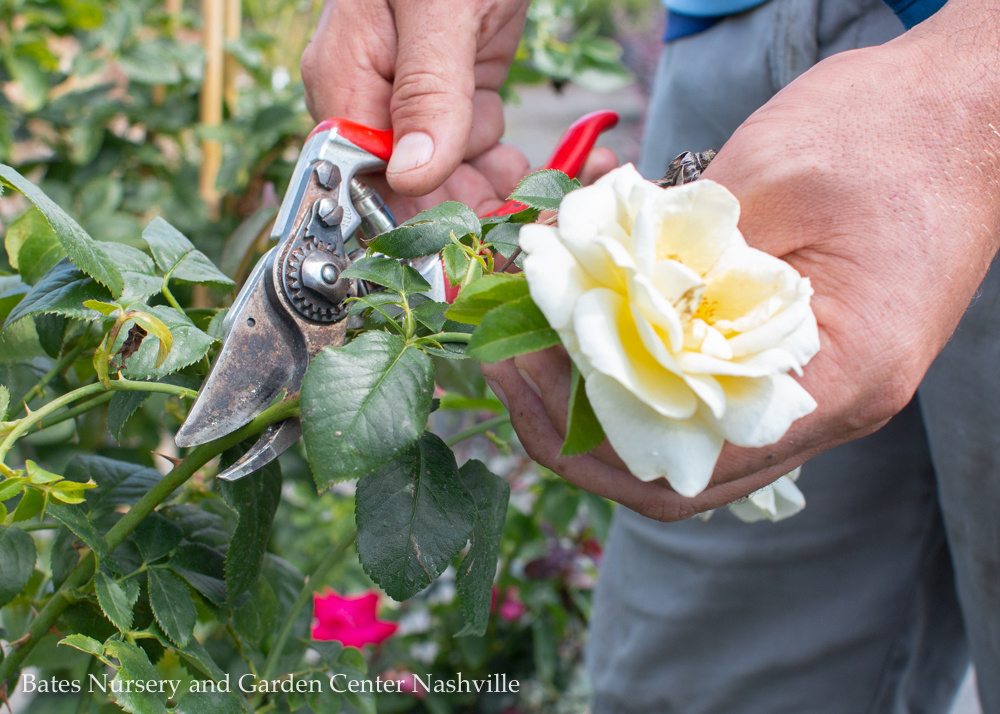 Pruning: What to Snip and What to Skip-Summer Pruning for Trees, Shrubs, and Perennials