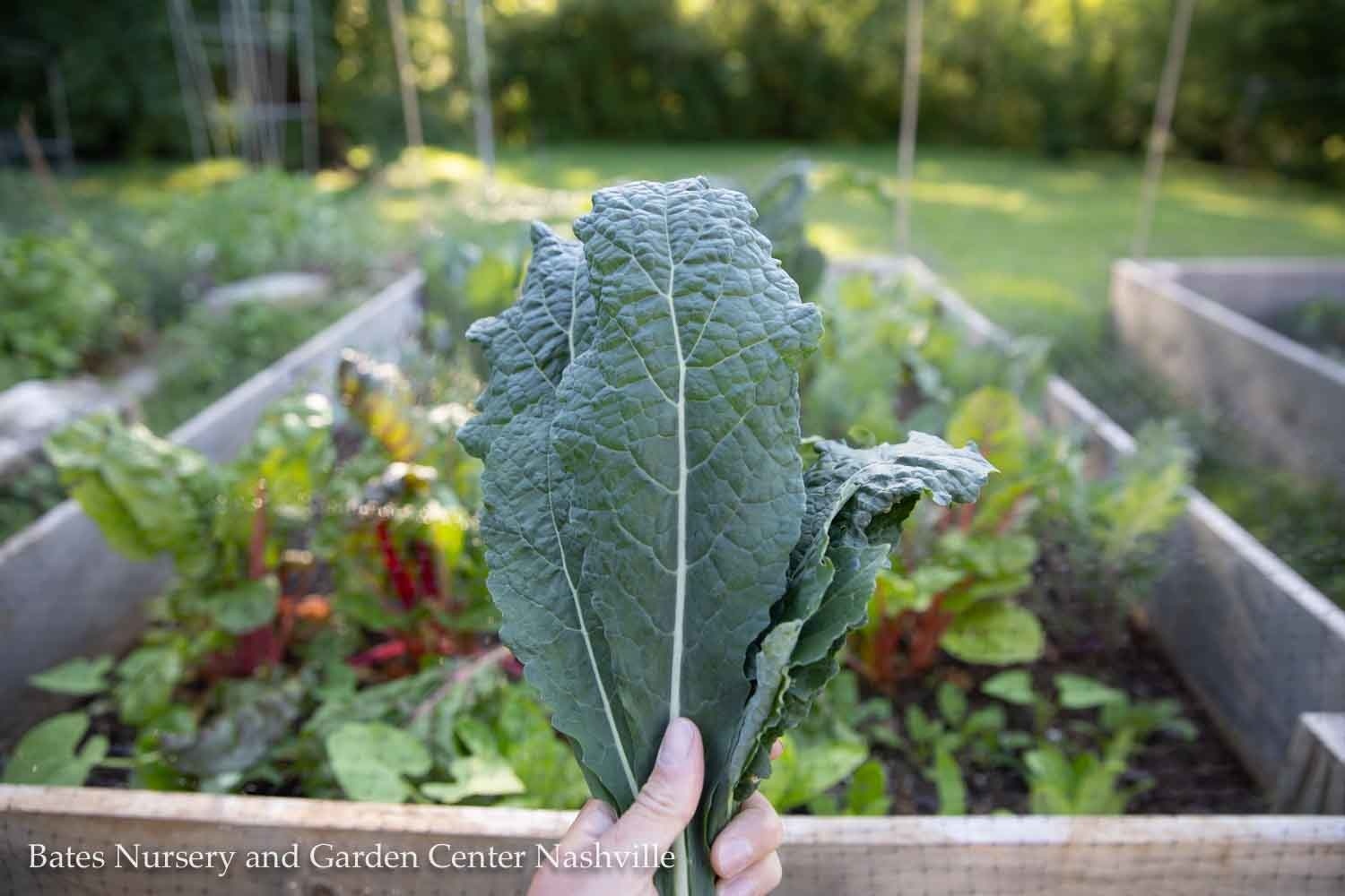 Fall Gardening 101: Planning a Productive Vegetable Garden