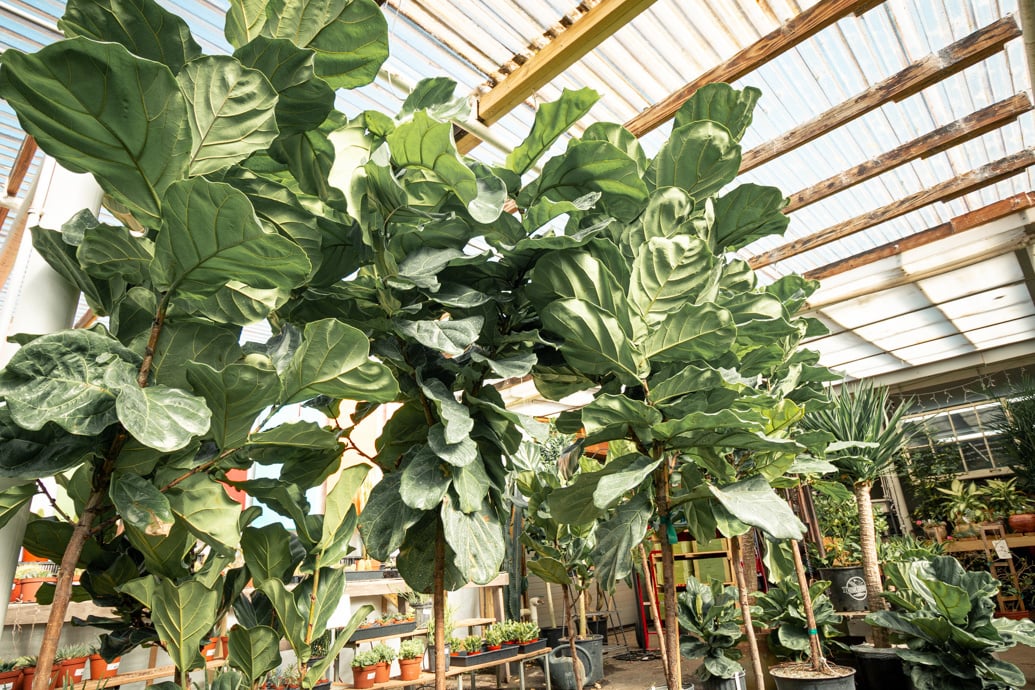 Fiddle-Leaf Fig (Ficus Lyrata) Care