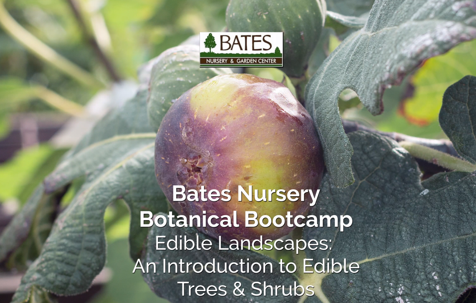 Edible Landscapes: Ornamental Fruit & Nut Trees & Shrubs