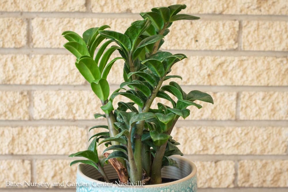 5 Houseplants You Can't Kill | StyleBlueprint Nashville