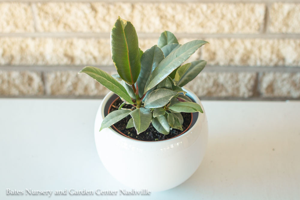 8 Tips to Keep Your Houseplants Alive | StyleBlueprint Nashville