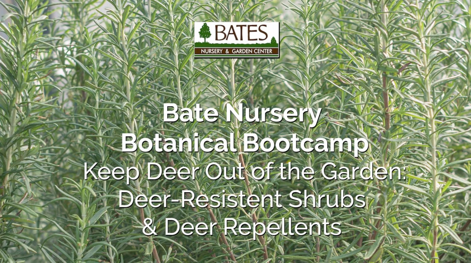 Keep Deer Out of Your Garden-Deer Resistant Plants & Deer Repellent Methods