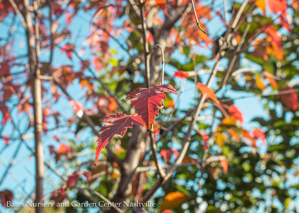 A Treemendous Month