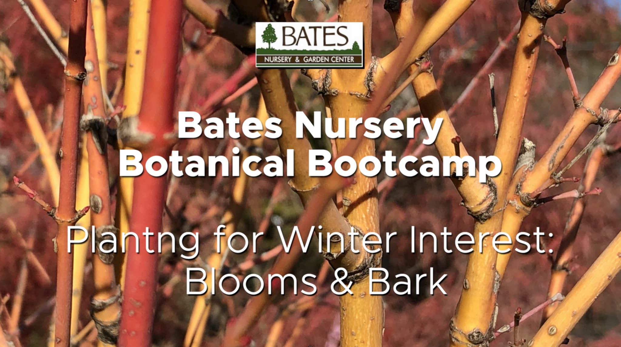 Planting for Winter Interest: Blooms and Bark