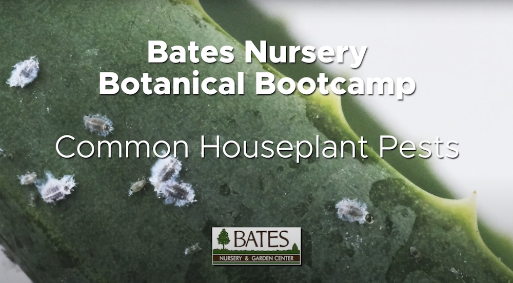 Common Houseplant Pests