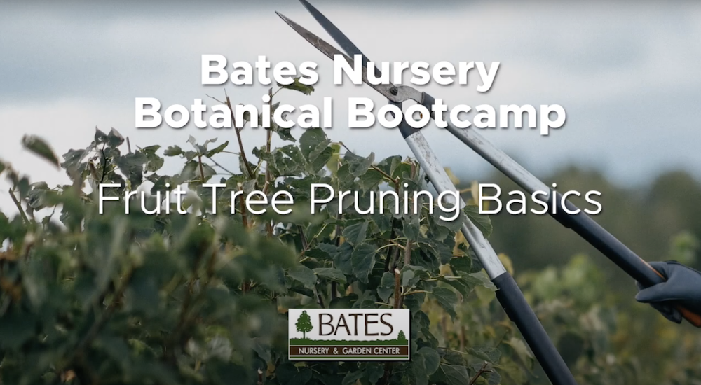 Fruit Tree Pruning Basics