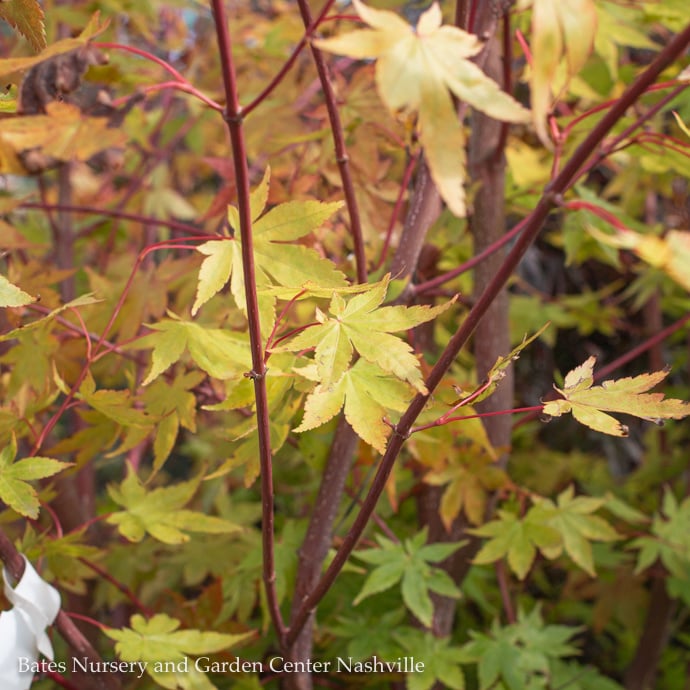 Japanese Maple Trees