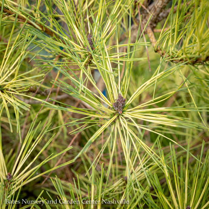 Large Conifer Trees