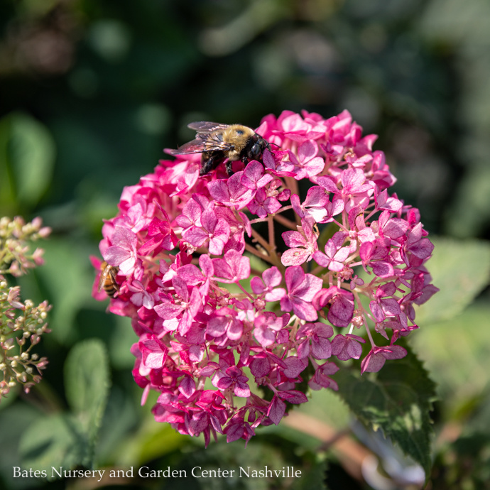 Deciduous Shrubs