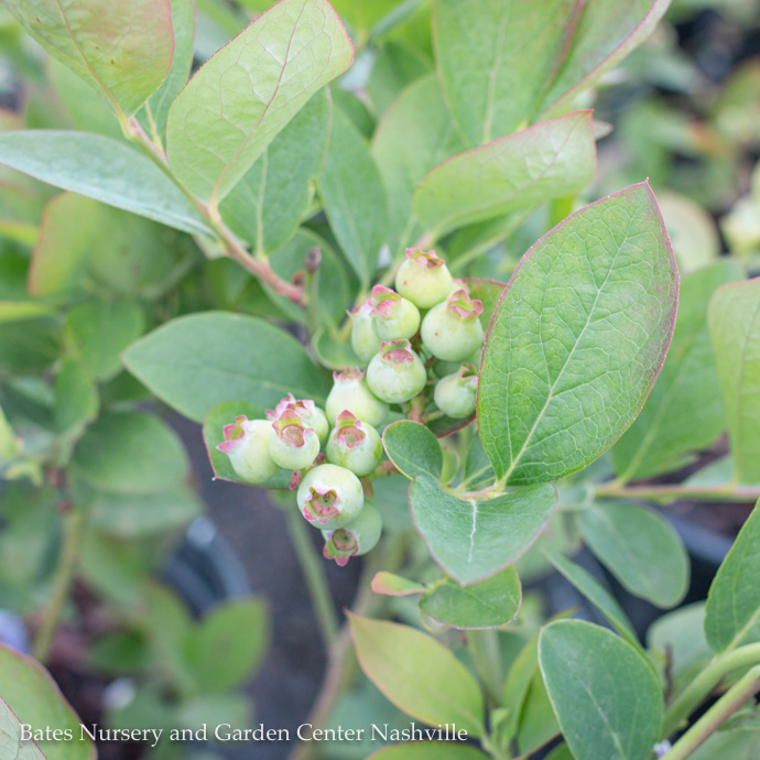 Edible Berry Bushes, Nuts, Hops