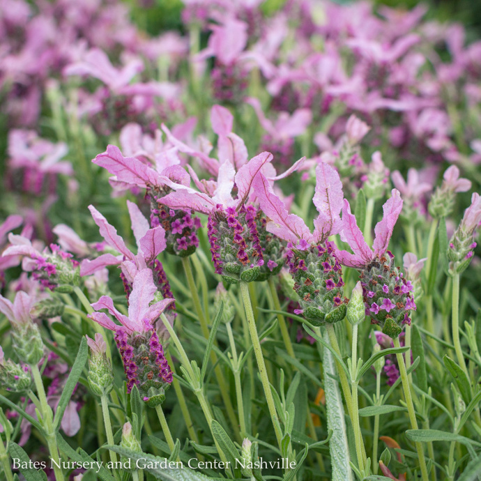 Ornamental Herbs