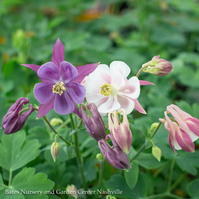 Flower Seeds