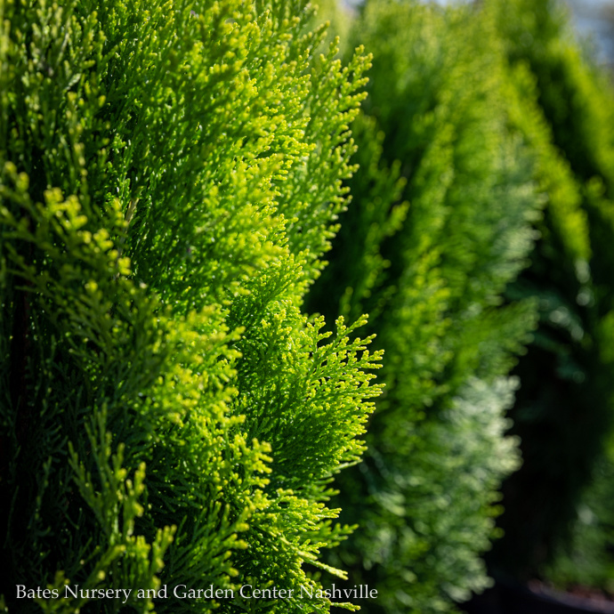 Arborvitae (Thuja)