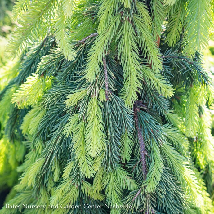 Spruce (Picea)
