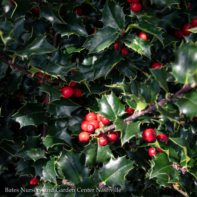 Holly (Ilex)