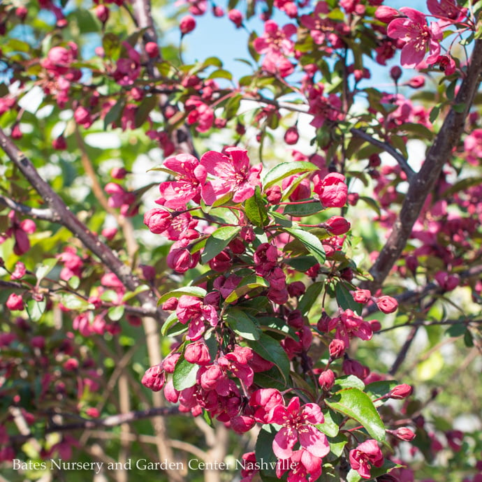 Crabapple (Malus)