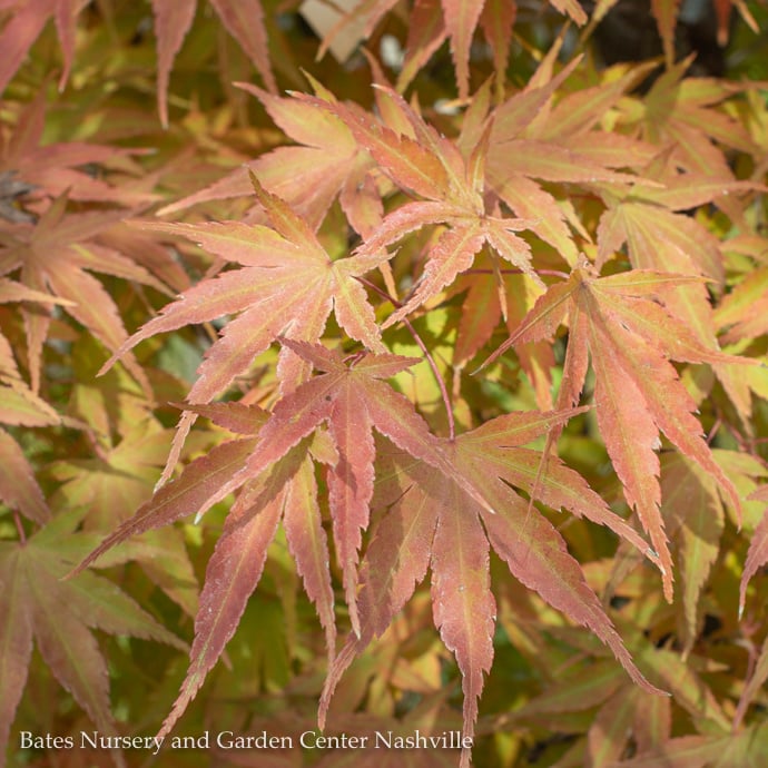 Broadleaf Japanese Maple (Acer palmatum)