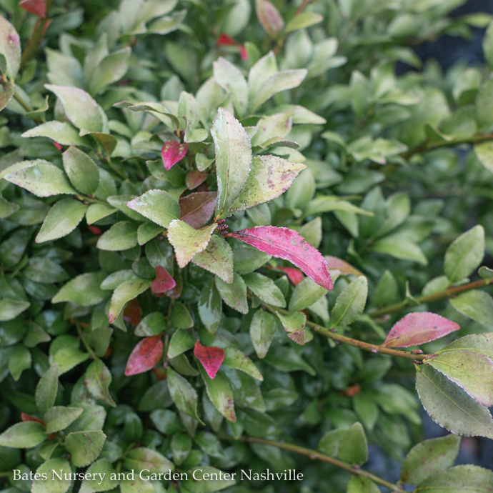 Burning Bush (Euonymus)