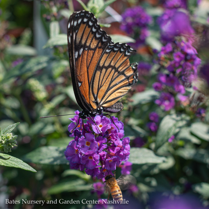 Butterfly Bush (Buddleia)