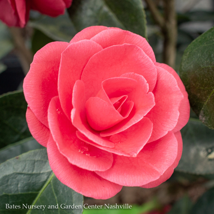 Camellia