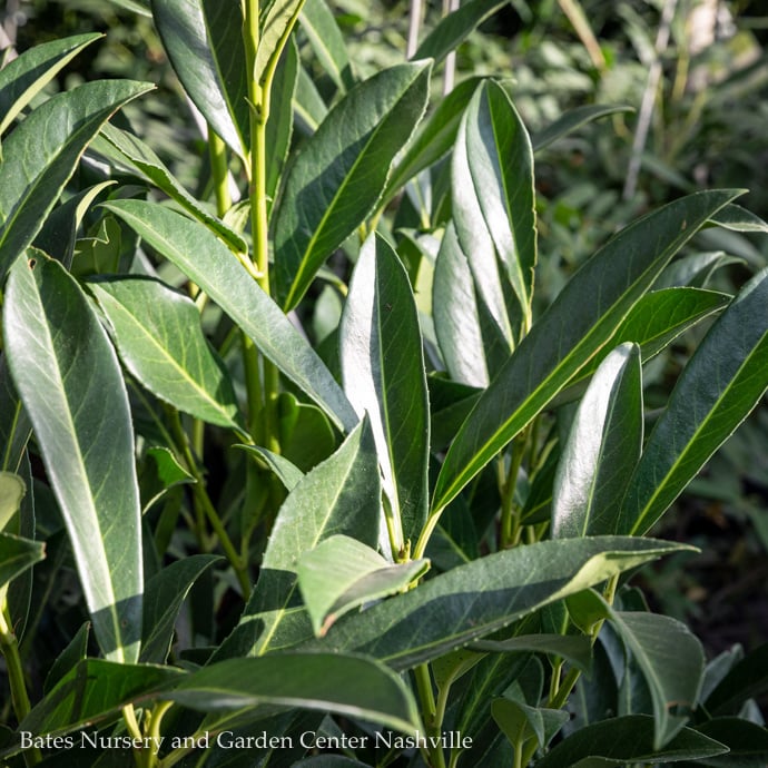 Laurel (Prunus)