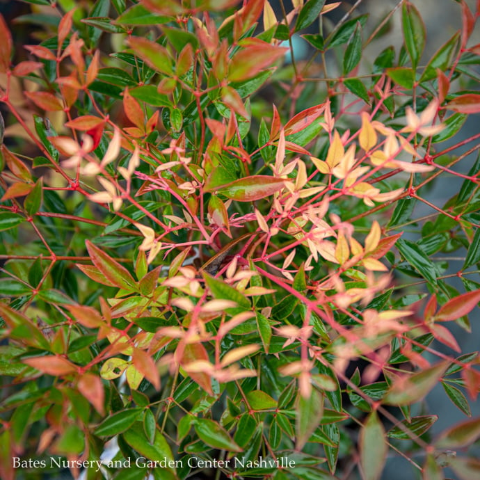 Nandina