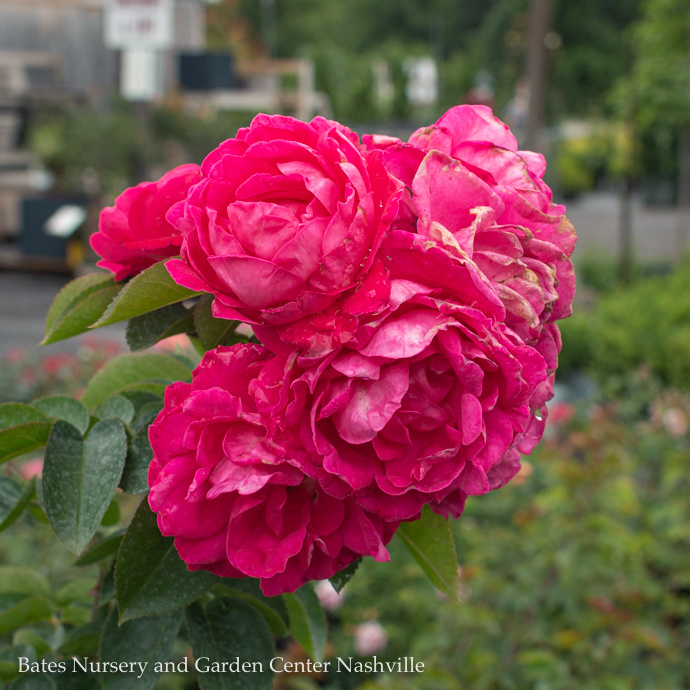 Floribunda Roses