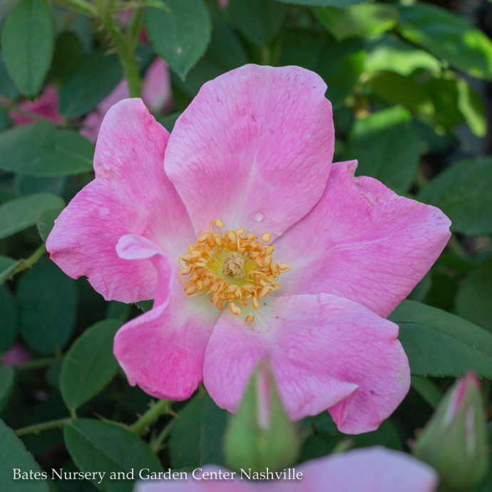 Rugosa Roses