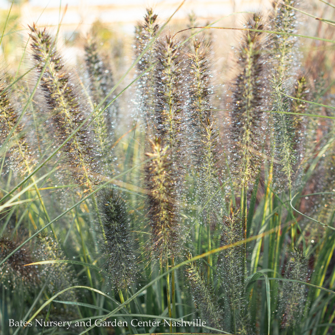 Pennisetum (Fountain Grass)