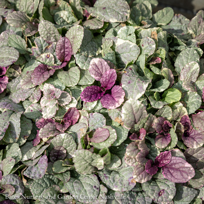 Ajuga (Bugleweed)