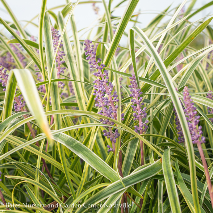 Liriope (Lilyturf)