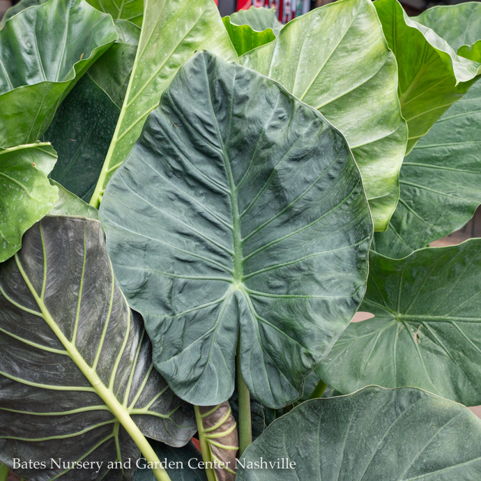 Elephant Ear