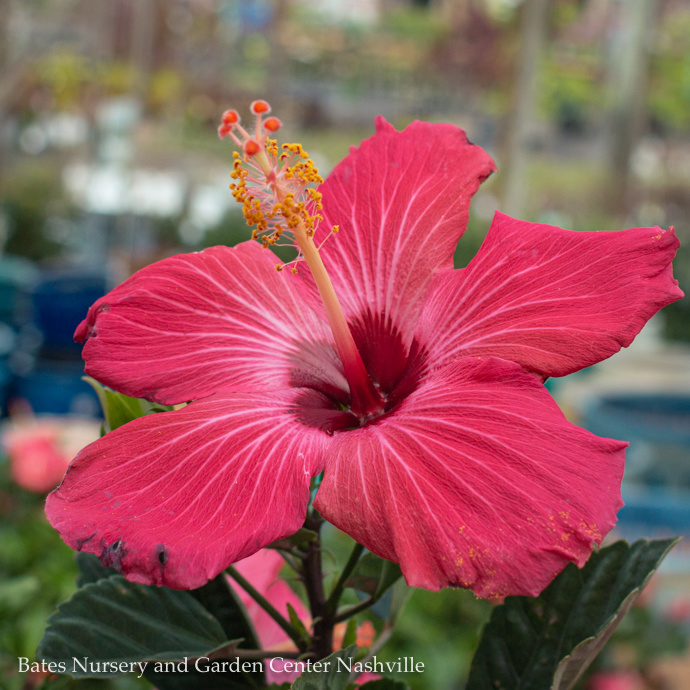 Hibiscus