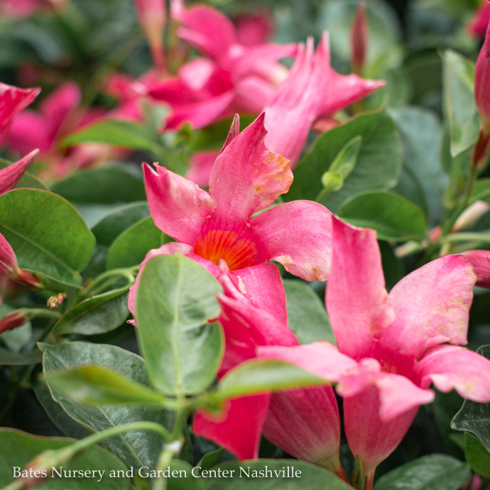 Mandevilla & Bougainvilla