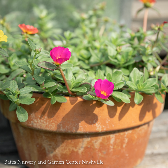 Kitchen Compost Bucket/Pail w/Lid - Bates Nursery & Garden Center