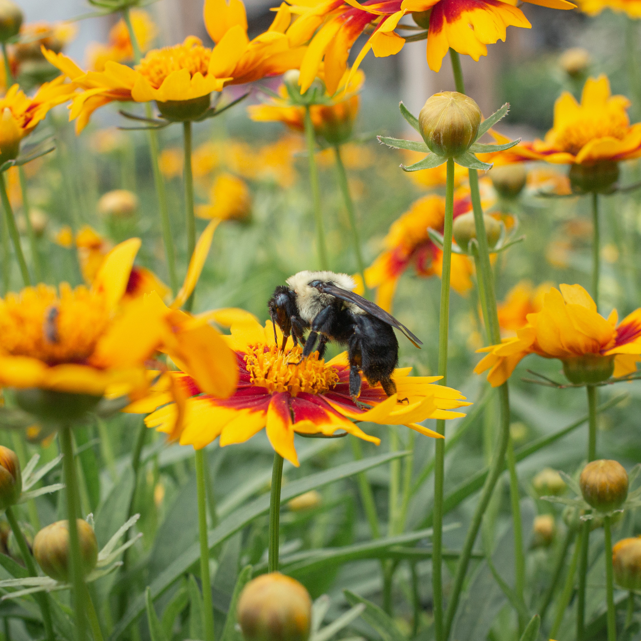 Coreopsis (Tickseed)