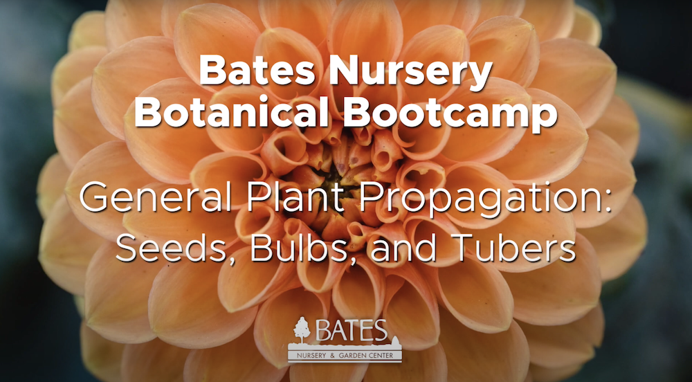 General Propagation: Seeds, Bulbs, and Tubers