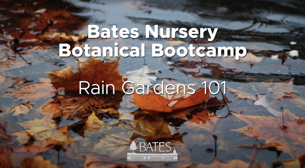 Rain Gardens 101