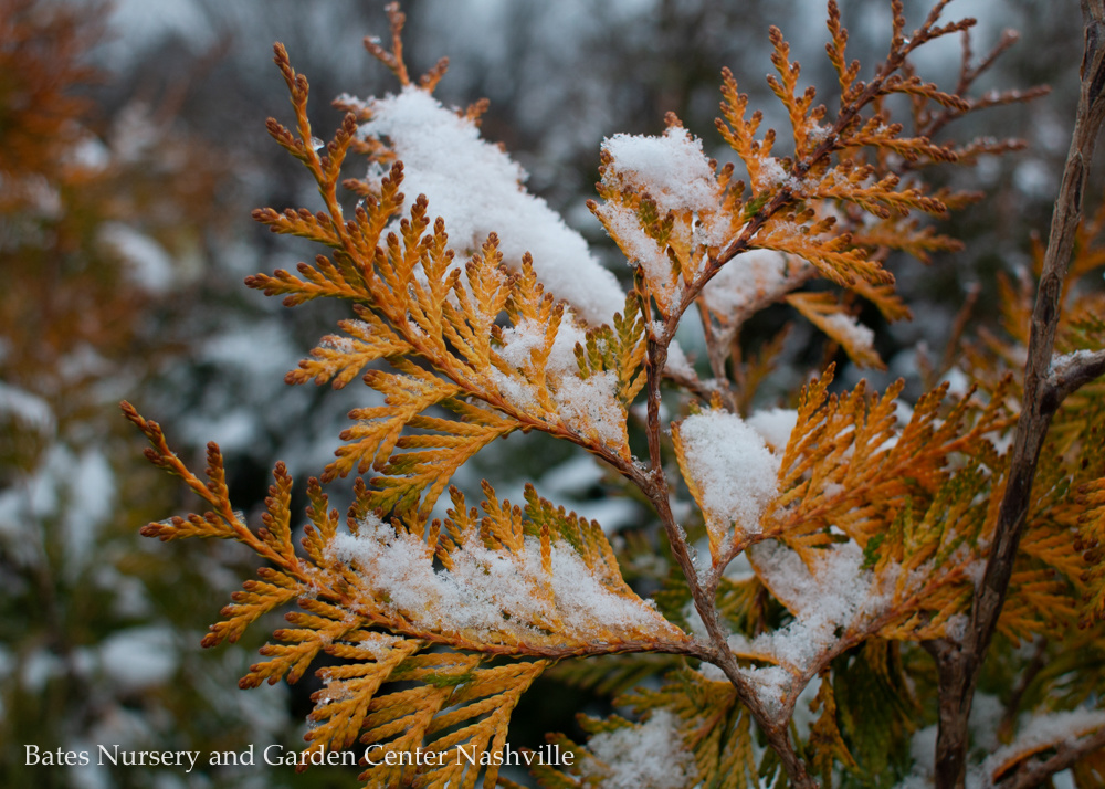 A Week Long Winter