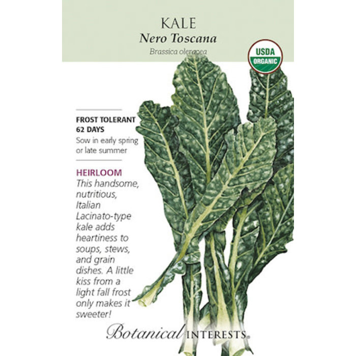 Seed Kale Italian Nero Toscana / Dinosaur Organic Heirloom - Brassica oleracea - Lrg Pkt