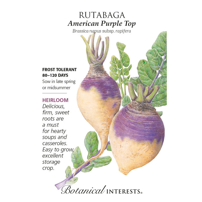 Seed Veg Rutabaga American Purple Top Heirloom - Brassica napus subsp. rapifera