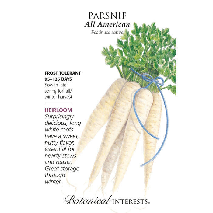 Seed Veg Parsnip All American Heirloom - Pastinaca sativa