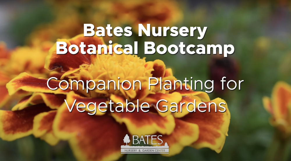 Companion Planting for Vegetable Gardens