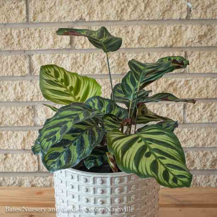 Calathea