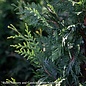 #7 Thuja (standish x plicata) 'Green Giant'/Western Arborvitae