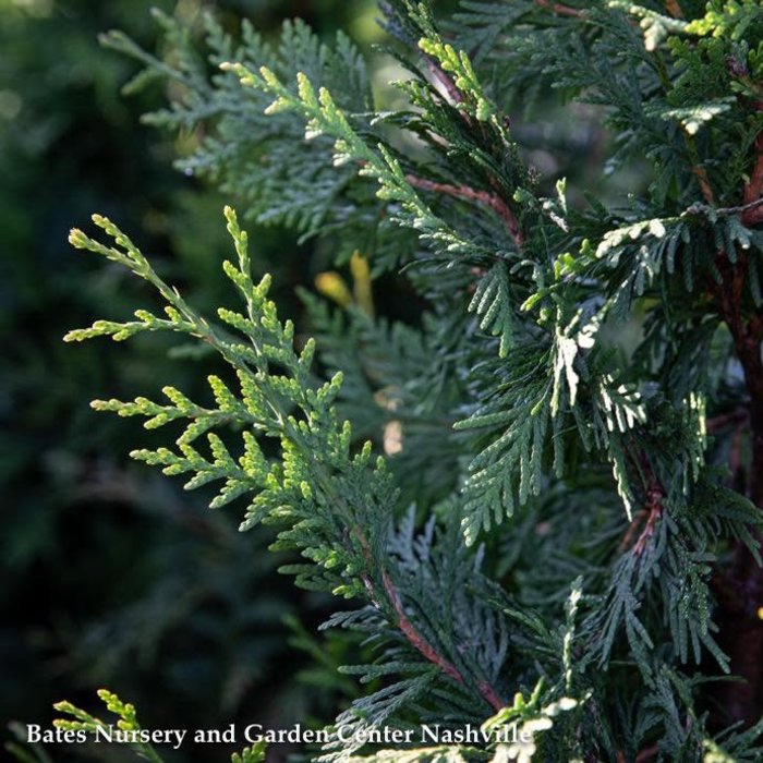 #15 Thuja x Green Giant/ Pyramidal Western Arborvitae reg 299.99 SHEARED